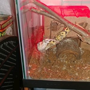 Meet your Posher, Gerald